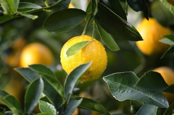 Confit de citron salé sans sucre ajouté - vendu sur al-origin.fr