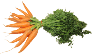 La pratique des indices glycémiques LES CAROTTES dans l'alimentation à indice glycémique, Les carottes dans l'alimentation a indice glycémique, À l'état cru, la carotte n'a qu'un IG de 16, mais lorsqu'elle est cuite et qu'elle devient de consistance molle, elle obtient un IG de 92. La raison est qu'une carotte cuite est plus sucrée que celle qui est crue: la cause est la libération d'amidon.