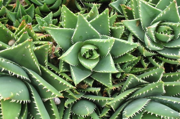 INULINE D'AGAVE BIO en poudre (200gr)