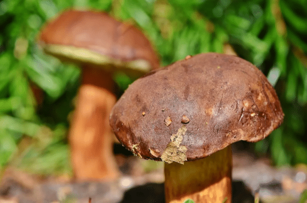 Les Gressins Aux Champignons - Farine Fiberpasta IG 29 - Vendu chez al-origin.fr