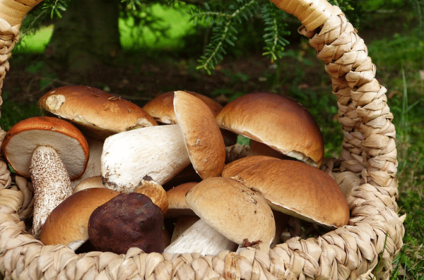 Les Gressins Aux Champignons - Farine Fiberpasta IG 29 - Vendu chez al-origin.fr