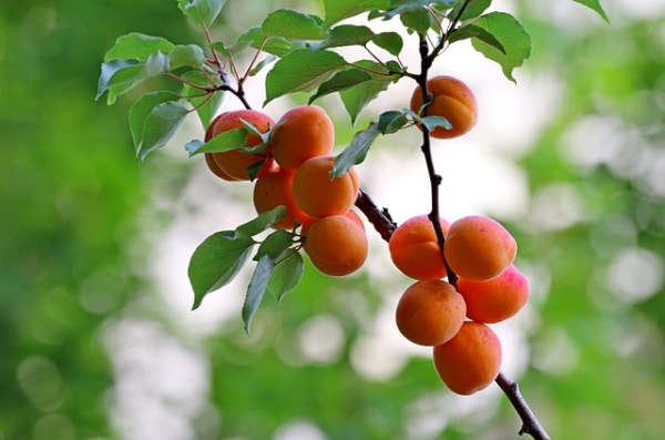 Confiture d'abricot 100% fruits IG BAS vendue sur al'origin.fr