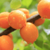 Abricots 100% issus de fruits - vendu sur Al-origin.fr