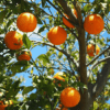 Oranges 100% issus de fruits