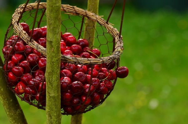 CERISES 100% ISSUS DE FRUITS - produit vendu sur Al'Origin.fr